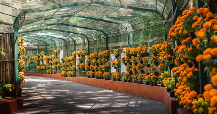 PRODUCCIÓN DE CEMPASÚCHIL EN VIVEROS DEL GOBIERNO DE MORELOS LLENA DE COLOR EL PARQUE BARRANCA CHAPULTEPEC